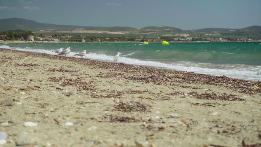 Seagulls stand on a sandy beach as waves roll ashore, then take off one after another and fly away while one bird remains near the shoreline. Natural Mediterranean seaside footage filmed in Greece.