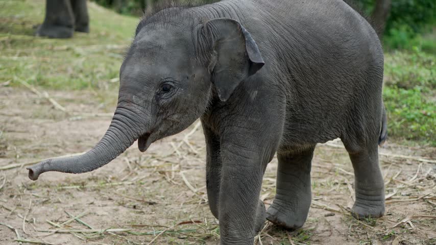 Adorable baby elephant joyfully walking in a natural sanctuary. Young calf exploring its surroundings, representing wildlife conservation and protection