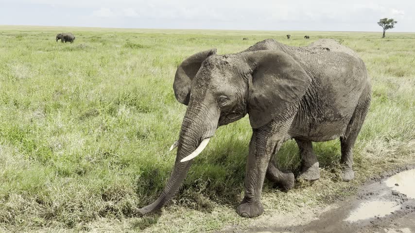 Large elephant with tusks walking close in green grassland with bird on its back, Serengeti