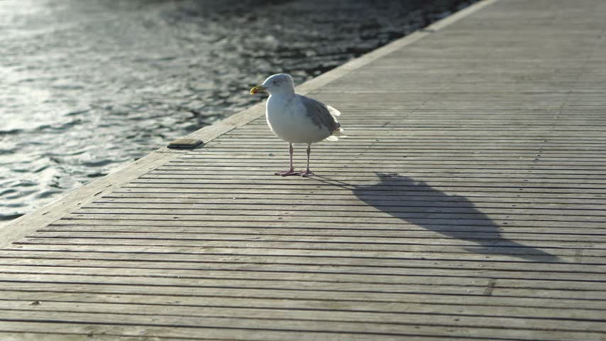 Seagull standing on a wooden pier beside sunlit water in Amsterdam