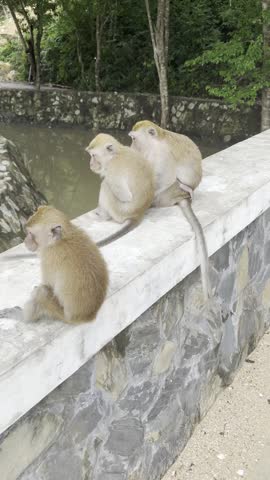 Macaques sitting on a concrete wall by a pond, one eating, Krabi, Thailand