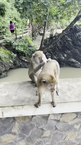 Macaques grooming on a wall by a pond in forest, Krabi, Thailand