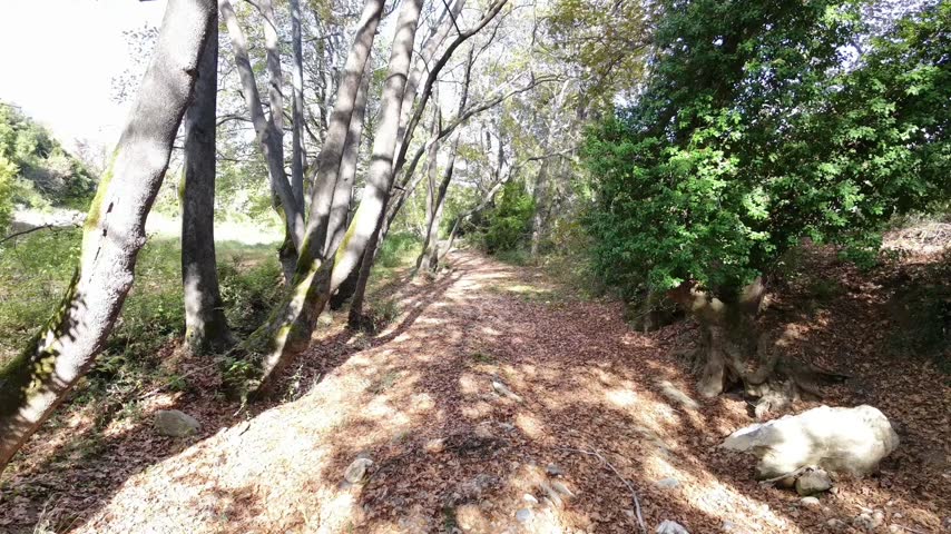 A walk in the woods 
