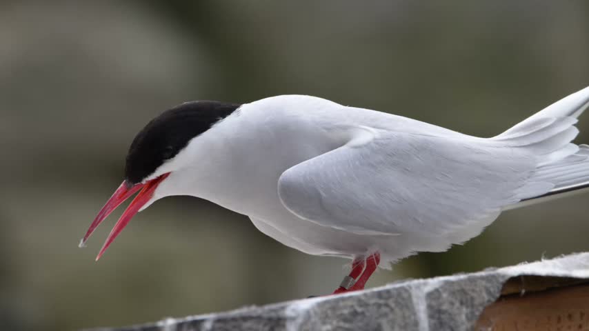 An Arctic tern perches on a fence post, calling out in its natural coastal habitat. This elegant seabird displays its characteristic vocal behaviour during the breeding season.