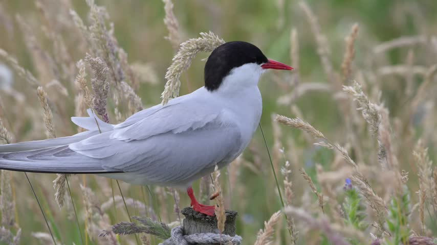 An Arctic tern perches on a fence post, calling out in its natural coastal habitat. This elegant seabird displays its characteristic vocal behaviour during the breeding season.