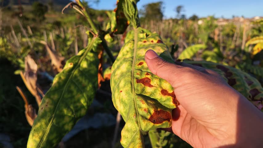 Tobacco Farmer Inspecting Tobacco Leaves in an Agricultural Field