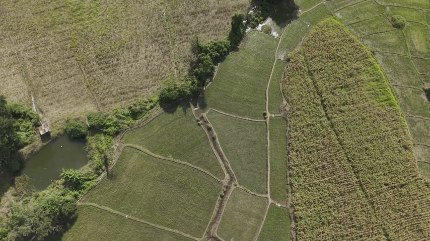 Aerial drone shot of bright green pasture land on a steep hill with trees dotting the landscape.