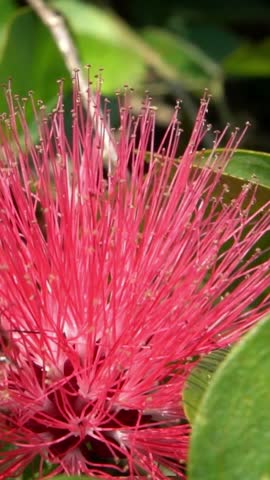 Closeup of a bee pollinating on a red flower. Honey bee gathering nectar from Calliandra haematocephala flower in a park of Taiwan