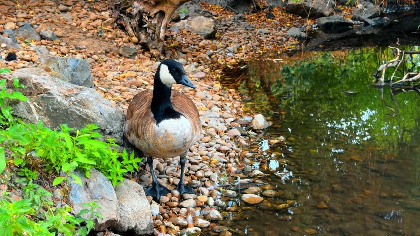 Canada goose standing on rocky riverbank near calm water. A large wild bird rests on pebbles beside a lake with a green plant and water reflections.