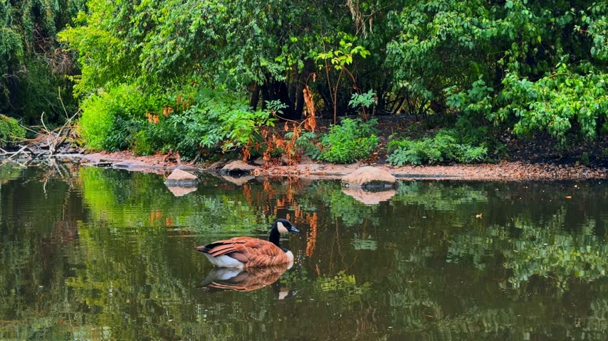 Canada goose swimming in a calm pond with green foliage reflection. A single bird floats on dark water near a rocky bank covered with lush vegetation during daytime.