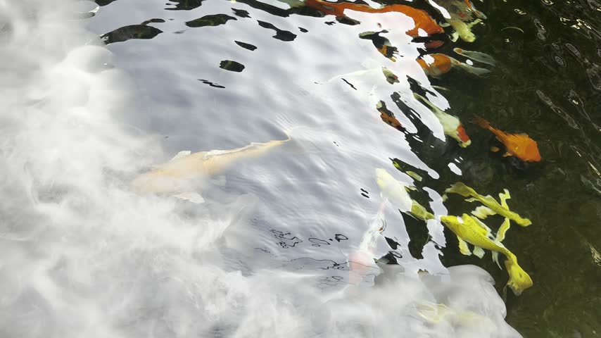 A close view of koi fish moving beneath shimmering reflections on the water, with ripples and shifting light creating a peaceful pond scene.