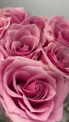 Close up of a bouquet of beautiful pink roses with delicate petals and water droplets romantic floral arrangement symbolizing love beauty tenderness and special occasions 