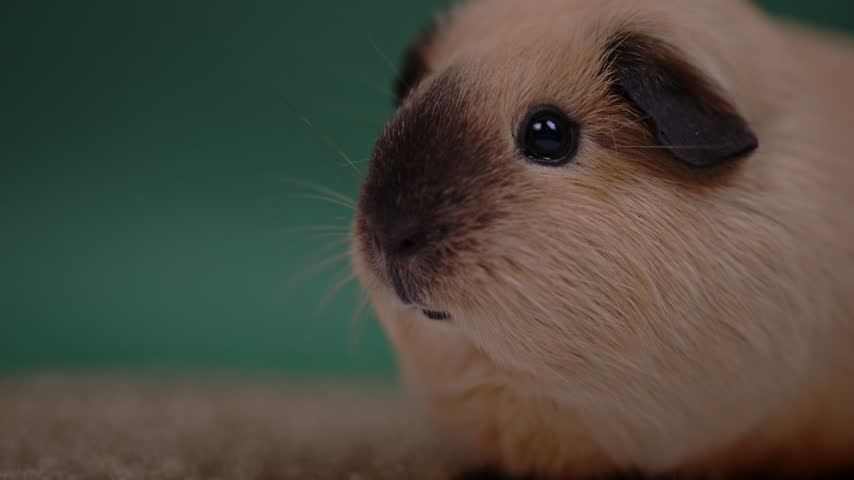 Close-up of a beige guinea pig showing fine whiskers, a dark muzzle and a glossy eye against a green backdrop.