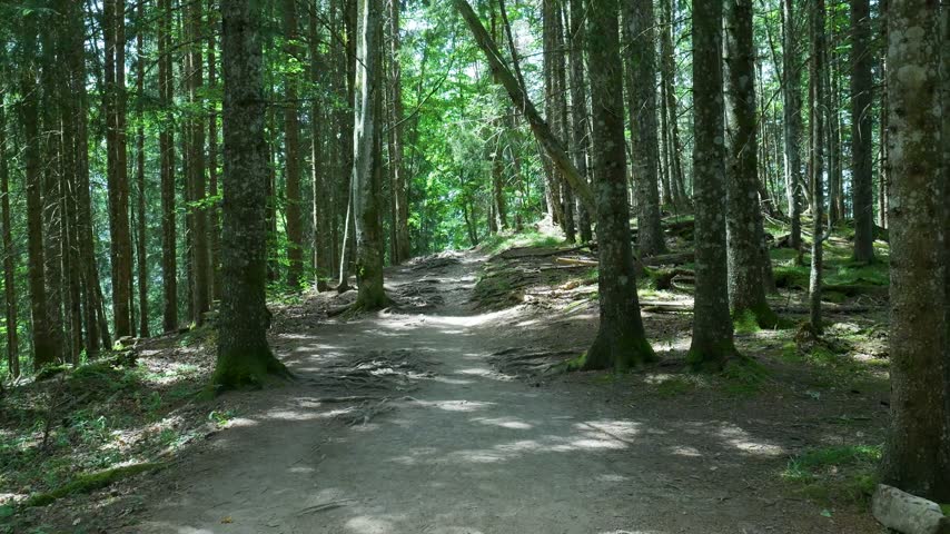 Moving shot along a dirt trail through a dense, sunlit forest with flickering shadows and tree roots. Switzerland