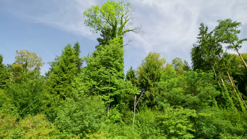 Low-angle view of a dense forest with various trees under a bright blue sky with wispy clouds. Switzerland