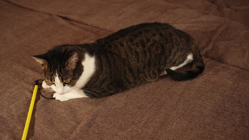 Tabby and white cat plays with a toy mouse while lying on a brown sofa. Indoor pet footage for cat toy promotions, playful enrichment and cozy home campaigns. High quality 4k footage