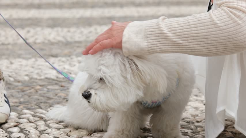 Adorable white coton de tulear dog sitting on a cobblestone street while its owner gently pets its head. The cute puppy with a colorful harness looks around and enjoys the attention.