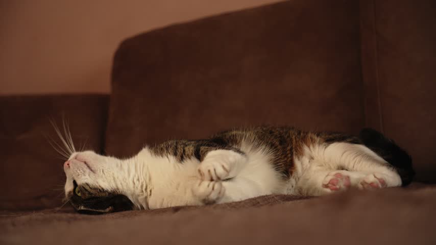 Tabby and white cat plays with a toy mouse while lying on a brown sofa. Indoor pet footage for cat toy promotions, playful enrichment and cozy home campaigns. High quality 4k footage