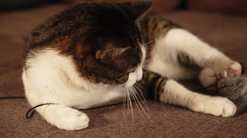 Tabby and white cat plays with a toy mouse while lying on a brown sofa. Indoor pet footage for cat toy promotions, playful enrichment and cozy home campaigns. High quality 4k footage