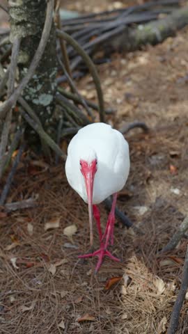 White ibis walking toward the camera across a dry forest floor in Orlando, United States, showing its bright red bill and long pink legs