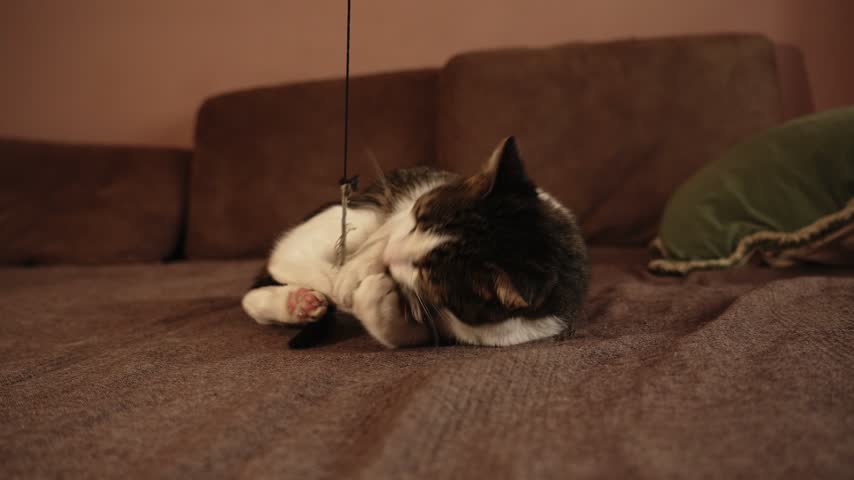 Tabby and white cat plays with a toy mouse while lying on a brown sofa. Indoor pet footage for cat toy promotions, playful enrichment and cozy home campaigns. High quality 4k footage