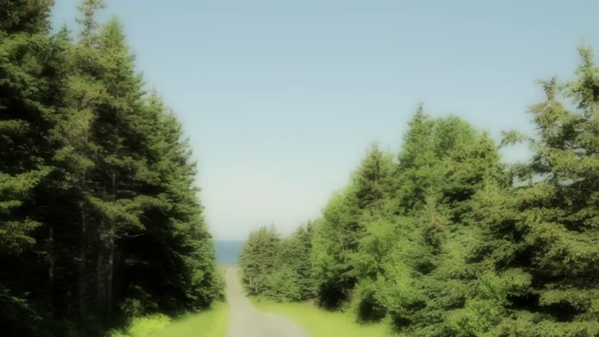 A small dirt road through a dense pinetree forrest with the ocean at the end