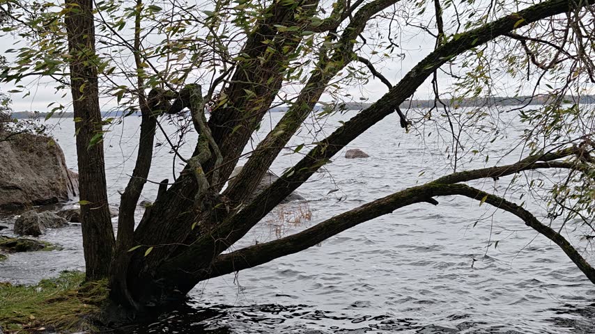 Tree standing in the middle of a body of water, serene and peaceful scene.