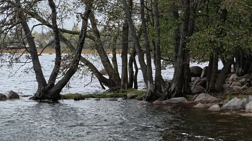 A group of trees standing near a body of water, possibly a lake or river.