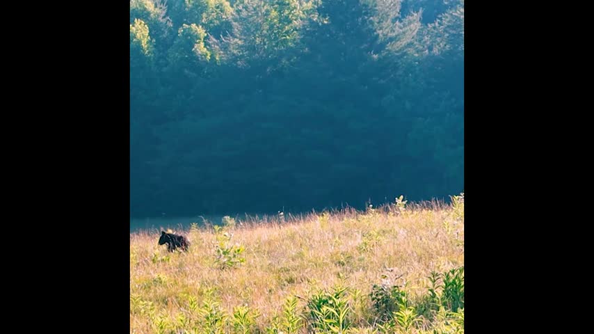 Black Bear Walking Through Meadow on The Cades Cove Loop Trail, Great Smoky Mountains National Park, Tennessee, USA