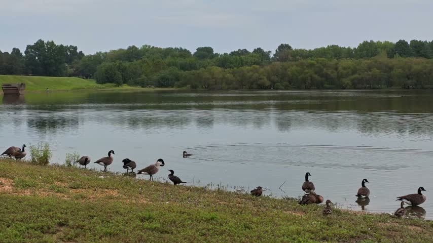 A flock of Canada geese (Branta canadensis) resting along the shore of a pond.