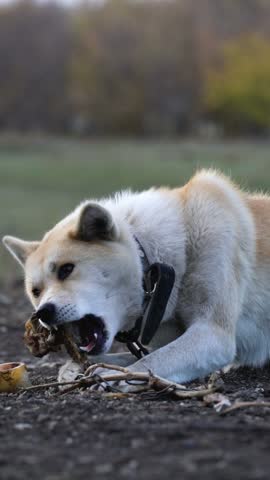 Light-colored dog with black collar chewing a bone on dirt ground outdoors in autumn field.