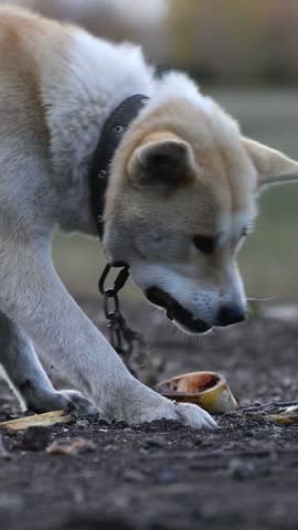 Light-colored dog with collar chewing a bone outdoors, close-up natural light.
