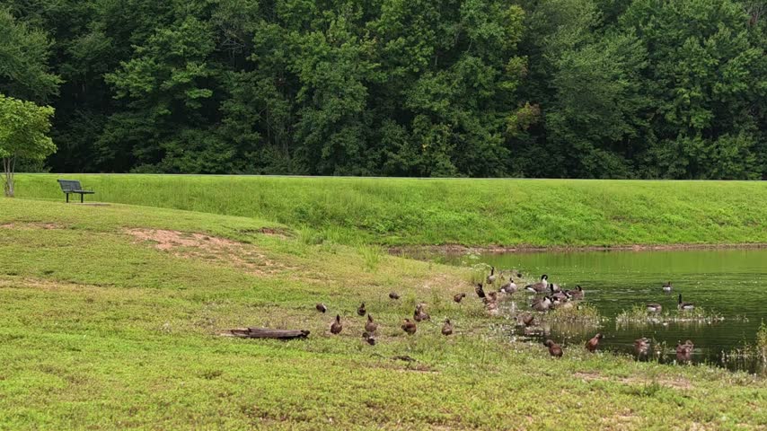 A flock of Canada geese (Branta canadensis) resting along the shore of a pond.