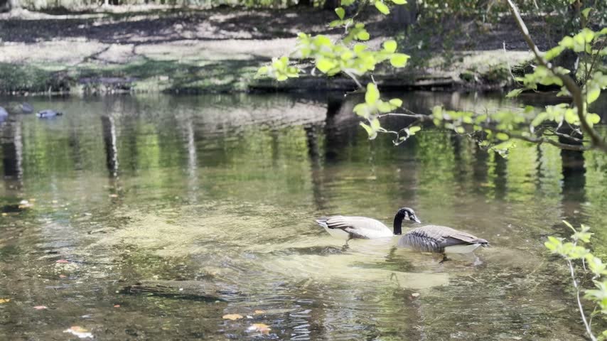 Two Canada geese swimming in clear shallow pond water over sandy bed with sunlit green tree branches in foreground