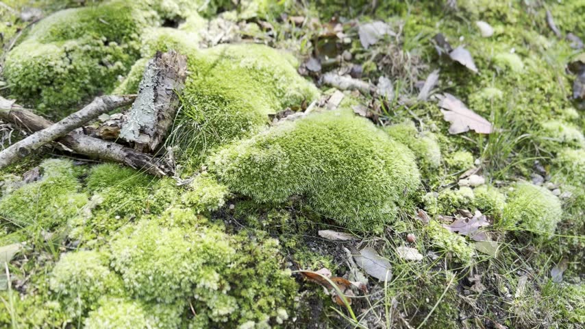 Detailed landscape shot of soft vibrant green moss mounds growing on forest floor ground with small fallen tree twigs and dry autumn leaves
