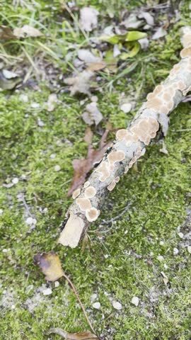 Vertical version view of a close up shot of a fallen tree stick covered in orange crust fungus lying across mossy ground and autumn leaves