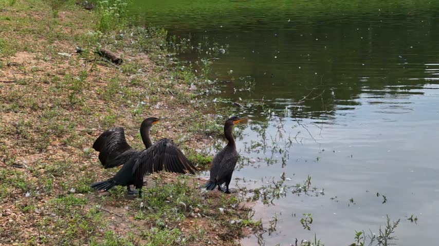 A Double-crested Cormorant (Nannopterum auritum, syn. Phalacrocorax auritus) drying its wings on the shore of a body of water.