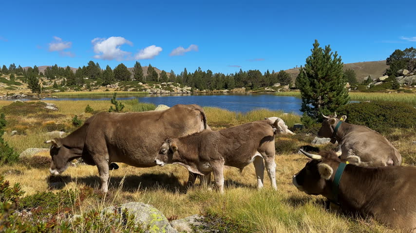 Brown cows grazing near a mountain lake in Andorra, surrounded by alpine meadows, pine trees, rocks and blue sky with white clouds