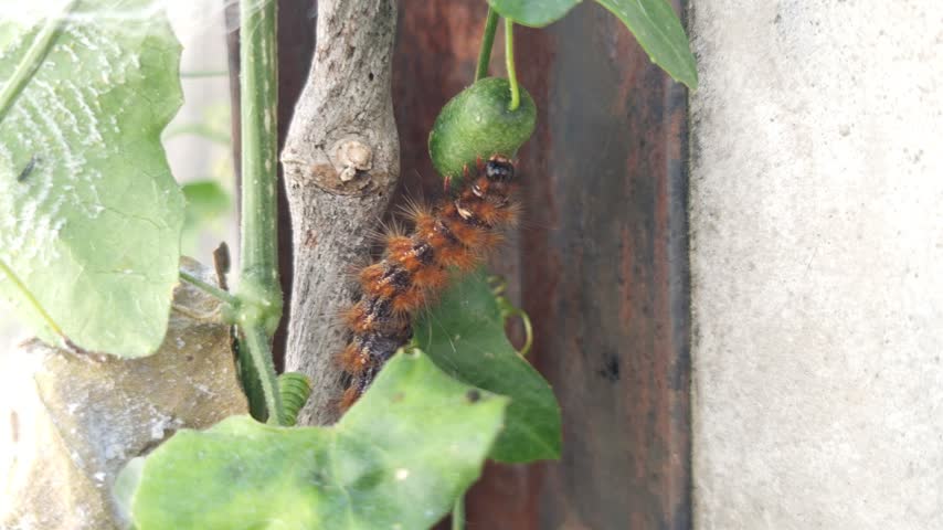 ...shows a hairy caterpillar (moth larva) with a brownish-orange color and striking fine hairs, clinging to a plant stem or leaf.