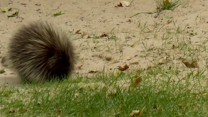 A North American porcupine walking cautiously along a sandy ground path bordered by green grass. Authentic wildlife photography in its habitat.