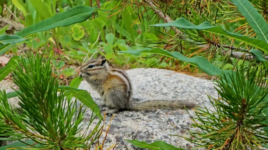 A small least chipmunk sitting on a gray rock surrounded by green pine needles and plants. Wild chipmunk in natural woodland habitat.