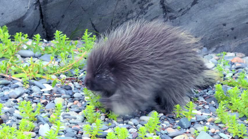 North American Porcupine Walking Through Green Plants and Pebbles