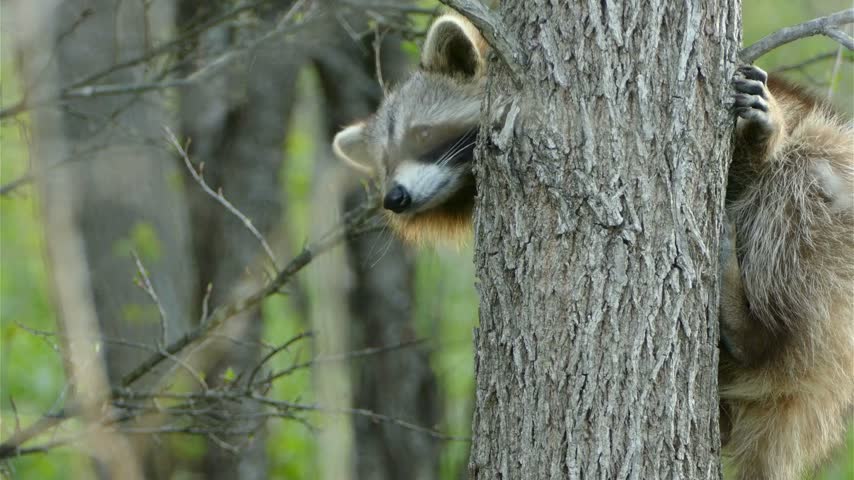  A funny wild raccoon hiding and peeking from behind a large tree trunk in green forest. Cute raccoon looking at camera, wildlife curiosity concept.