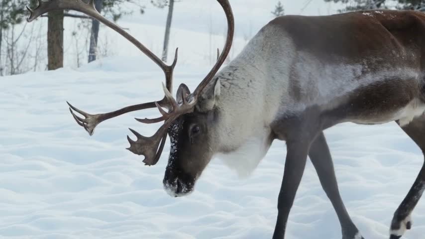 Beautiful reindeer or caribou with large antlers walking and eating in snowy winter landscape. Arctic wildlife animal in snow.