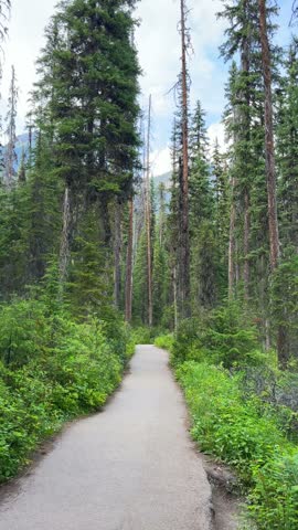 A quiet paved trail winds through a tall evergreen forest at Emerald Lake in Yoho National Park, British Columbia, a peaceful hiking path in the Canadian Rockies.
