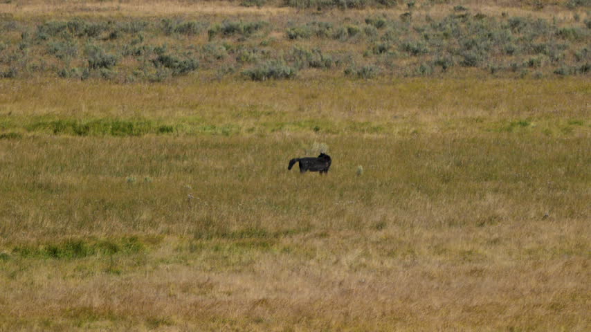 Following Black Wolf Acros Hayden Valley in Yellowstone