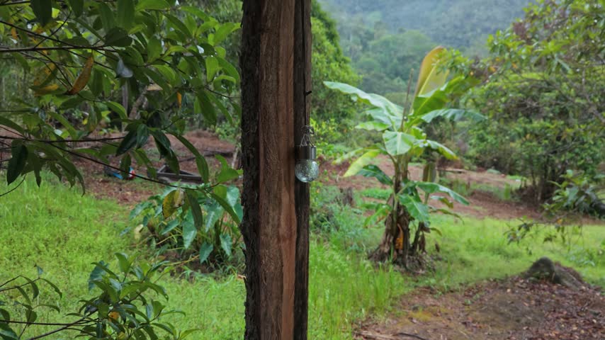 Close-up shot of a vintage light bulb hanging from a wooden post on a rural farm surrounded by lush green trees and banana plants, Oxapampa, Peru. Real-time footage