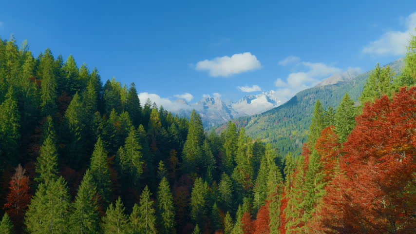 Mountain forest autumn valley landscape with vibrant red foliage and evergreen pine trees under a blue sky. Handheld left to right pan shot revealing snowy alpine peaks in the distance.