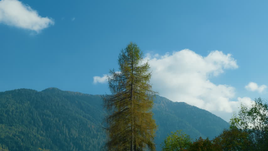 Larch tree mountain alpine forest background under blue sky with clouds. Scenic autumn wilderness landscape in the valley, handheld pan right.