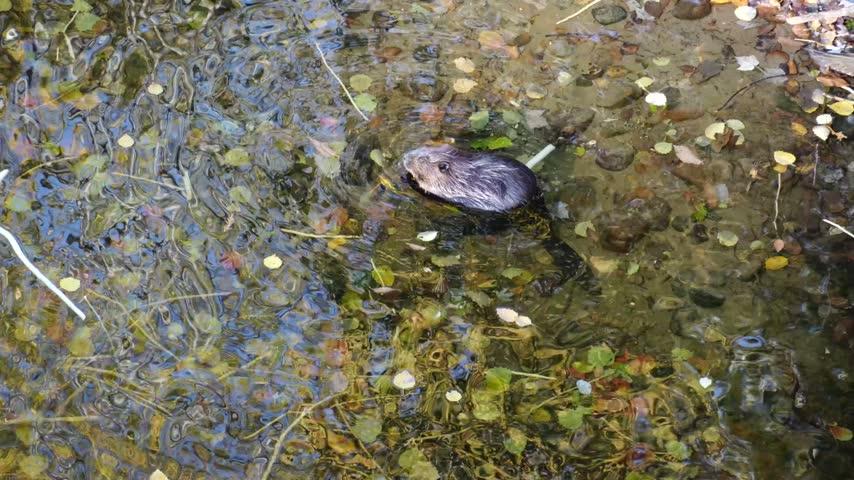 Wild muskrat swimming and foraging in shallow clear water among rocks and fallen autumn leaves in a woodland stream.